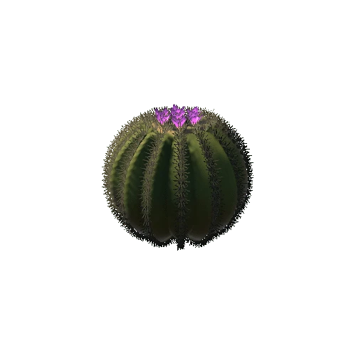 Ball Cactus 03